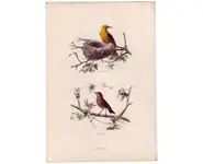 Loriot - E. TRAVIÈS - 1850