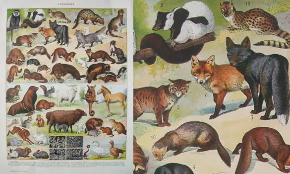 Fourrures 2 - Larousse - 1939