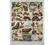 Fourrures 2 - Larousse - 1939