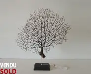 Petite gorgone noire