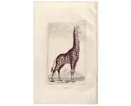 Giraffe - BUFFON - 1812