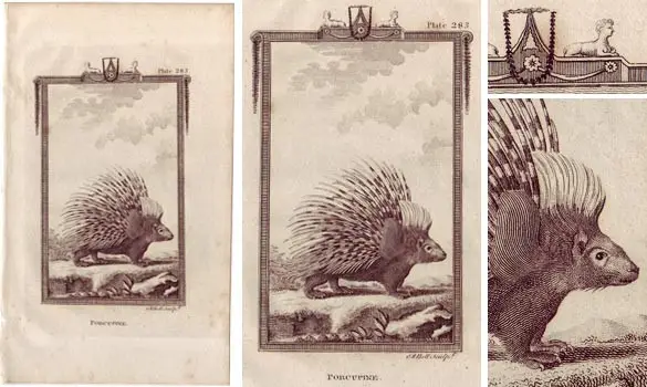 Porc-épic - BUFFON - 1812