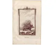 Porc-épic - BUFFON - 1812