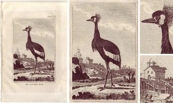 Grue - BUFFON - 1812