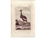 Grue - BUFFON - 1812