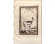 Gazelle - BUFFON - 1812