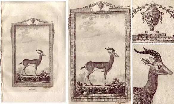 Gazelle - BUFFON - 1812