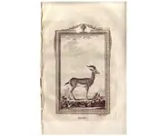Gazelle - BUFFON - 1812