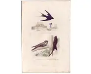Hirondelle - E. TRAVIÈS - 1850