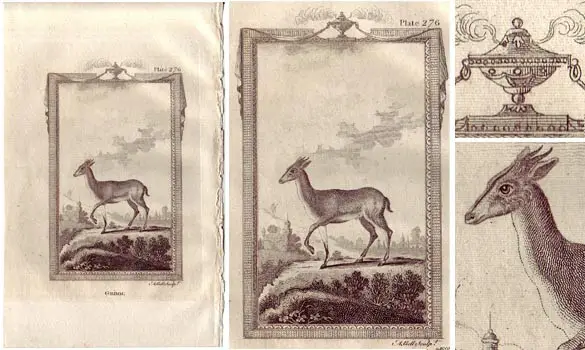 Gazelle - BUFFON - 1812