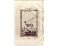 Gazelle - BUFFON - 1812