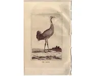 Grue - BUFFON - 1812