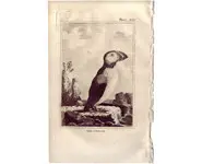 Macareux - BUFFON - 1812