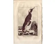 Pingouin - BUFFON - 1812