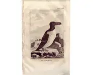 Torda - BUFFON - 1812