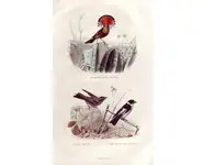 Gobe-mouches - E. TRAVIÈS - 1853