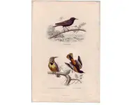 Etourneau - E. TRAVIÈS - 1850