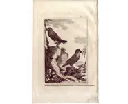 Perroquets - BUFFON - 1812