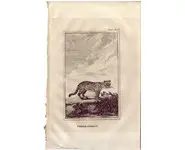 Ocelot - BUFFON - 1812