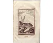Blaireau - BUFFON - 1812