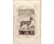 Oryx - BUFFON - 1812