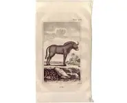 Gnou - BUFFON - 1812