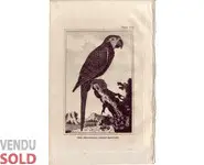 Perroquet - BUFFON - 1812