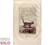 Chat margay - BUFFON - 1812
