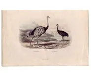 Autruche - BUFFON - 1842