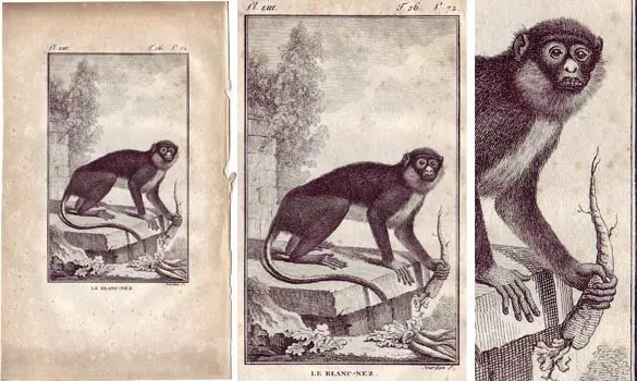 Singe - BUFFON - 1790