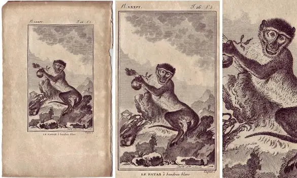 Singe - BUFFON - 1790