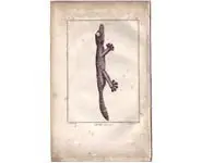 Gecko - BUFFON - 1790