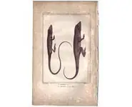 Anolis - BUFFON - 1790