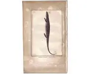 Sinque ocellé - BUFFON - 1790