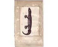 Gecko - BUFFON - 1790
