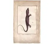 Gecko - BUFFON - 1790