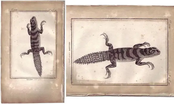 Stellion - BUFFON - 1790