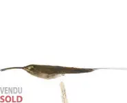 Colibri Ermite - 1900 env.