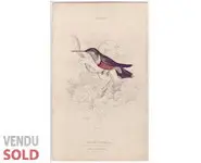 Colibri - LIXARS SC. - 1830