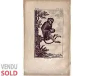 Singe - BUFFON - 1790