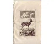 Antilope - BUFFON - 1812