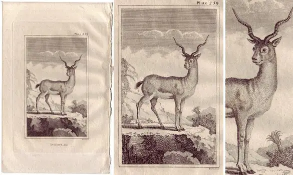 Antilope - BUFFON - 1812