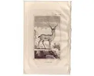 Antilope - BUFFON - 1812