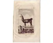 Lama - BUFFON - 1812