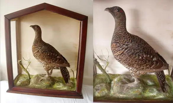 Grand Tétras - 1850 env.