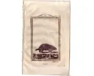 Porc-épic - BUFFON - 1812