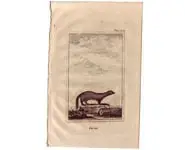 Mustélidé - BUFFON - 1812