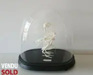 Globe squelette de pigeon