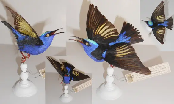 Guit-guit saï - 1880 env.