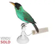 Guit-guit émeraude - 1880